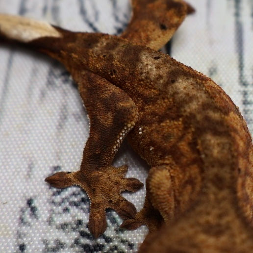 (#428) het Axanthic Crested Gecko – Unsexed