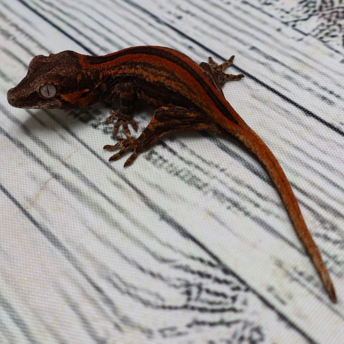 (#9) Possible Phantom Eye Red Stripe Gargoyle Gecko – Unsexed {DEADPOOL LINE}