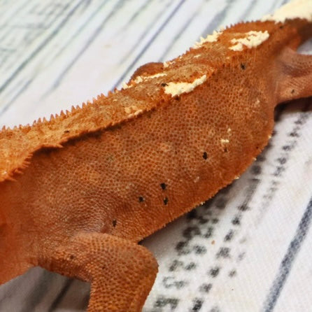 (#468) RCK Cappuccino Dalmatian Partial Pinstripe Crested Gecko – Unsexed