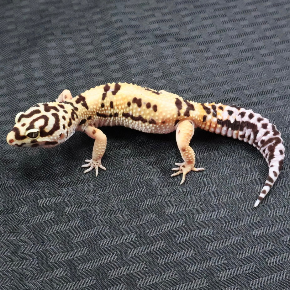 (#2) Bold Tangerine het Tremper Albino Leopard Gecko – Female