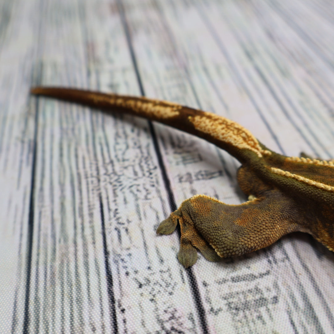 (#319) Red & Black Softscale Emptyback Pinstripe Crested Gecko – Male Adult Proven Breeder
