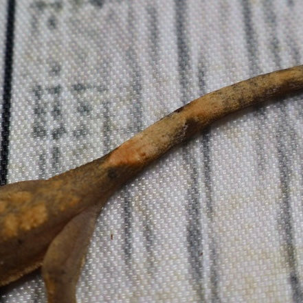 (#G200) Fire Crested Gecko – Baby Unsexed