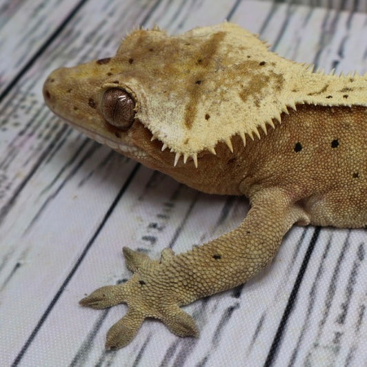 (#10) Yellow Harlequin Dalmatian Crested Gecko – Male Adult Proven Breeder
