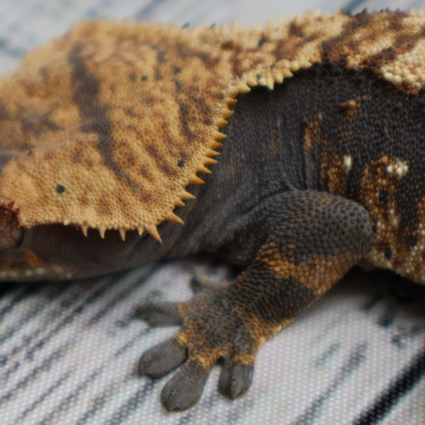 (#G131) Possible Fire Crested Gecko – Male Sub-Adult