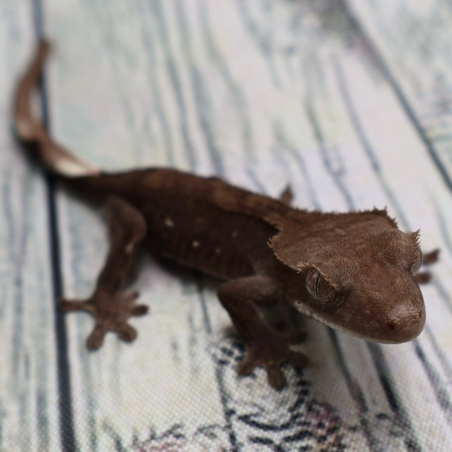 (#500) Phantom Axanthic Crested Gecko – Unsexed
