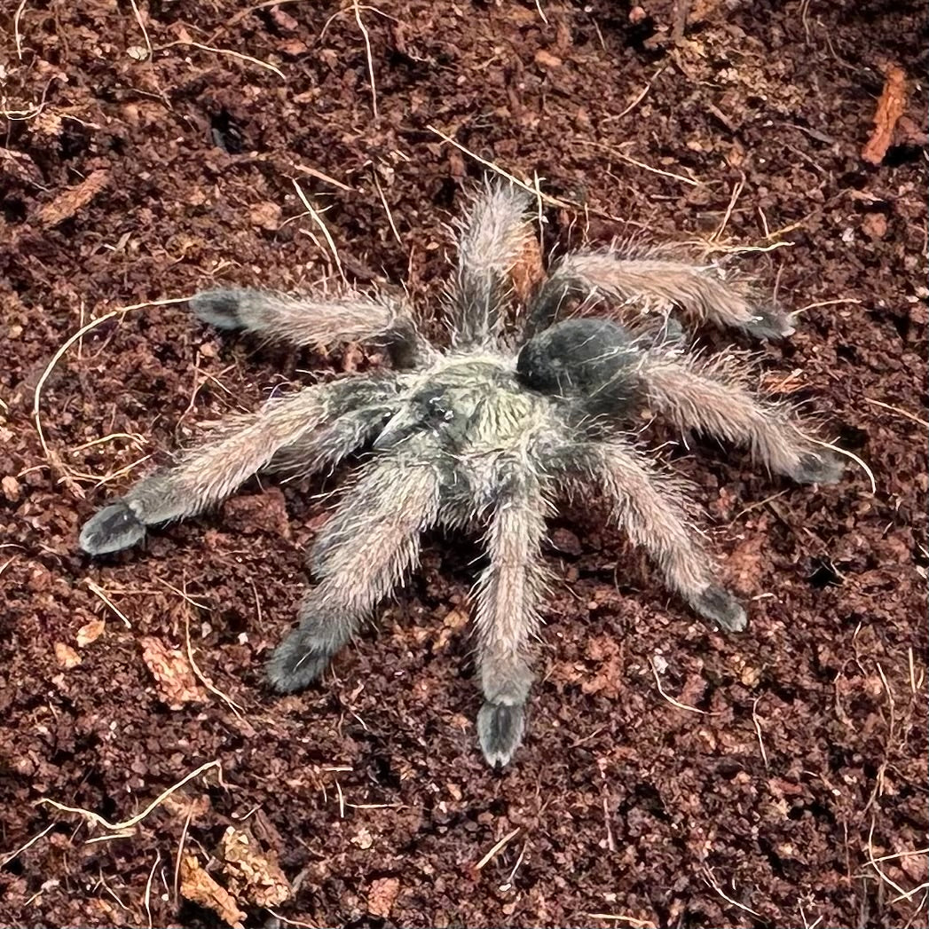 Psalmopoeus pulcher ~ (Panama Blonde Tarantula) 1.5" – Unsexed Juvenile