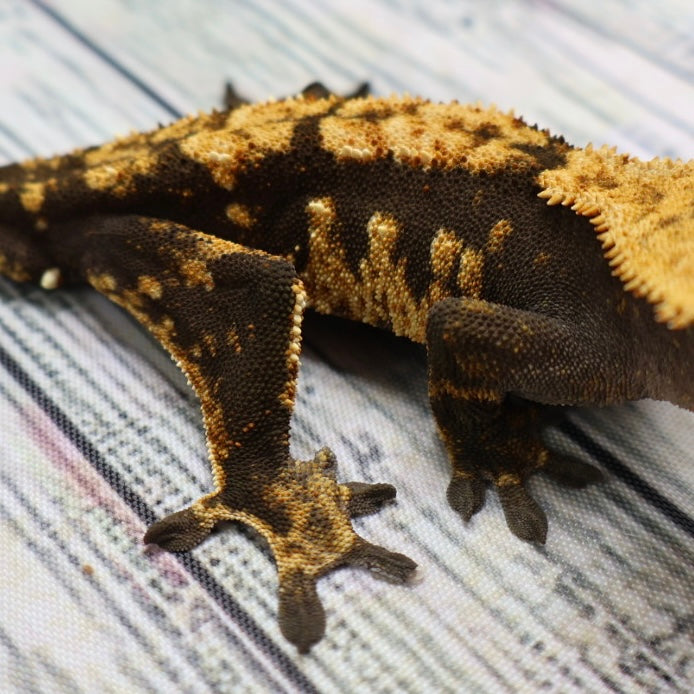 (#G129) Possible Fire Crested Gecko – Male Sub-Adult