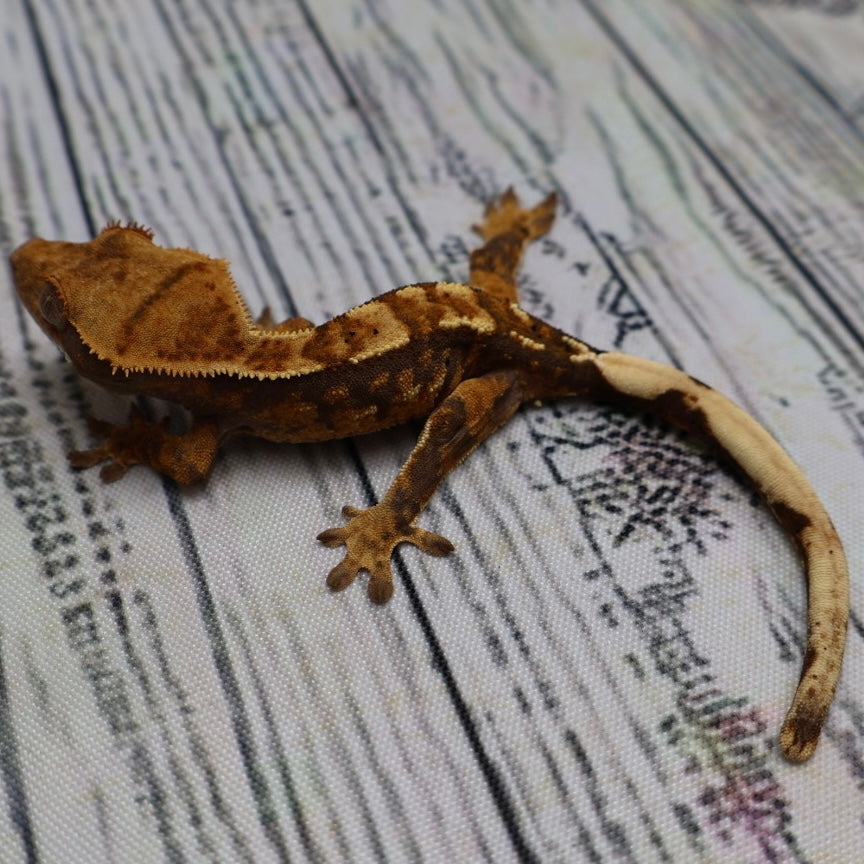 (#R6) Harlequin Unsexed Crested Gecko