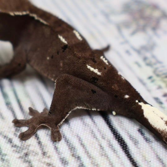 (#510) Axanthic Pinstripe Dalmatian Crested Gecko – Unsexed