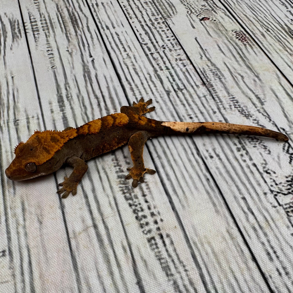 Flame Dalmatian Unsexed Crested Gecko (#R21)