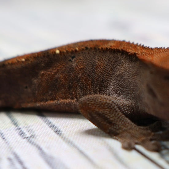 (#469) RCK Cappuccino Dalmatian Crested Gecko – Unsexed