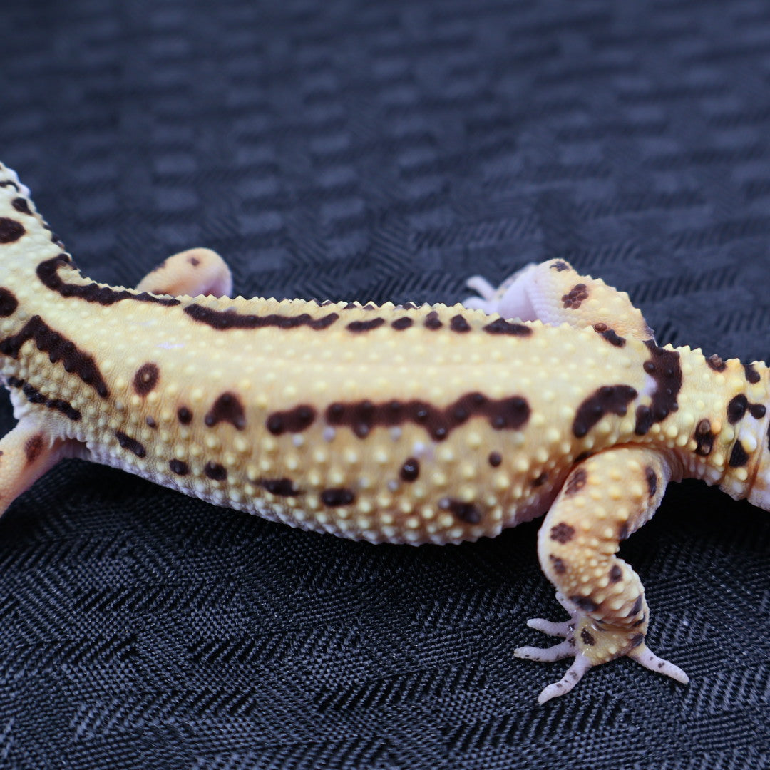 (#3) Bold Tangerine Leopard Gecko – Female