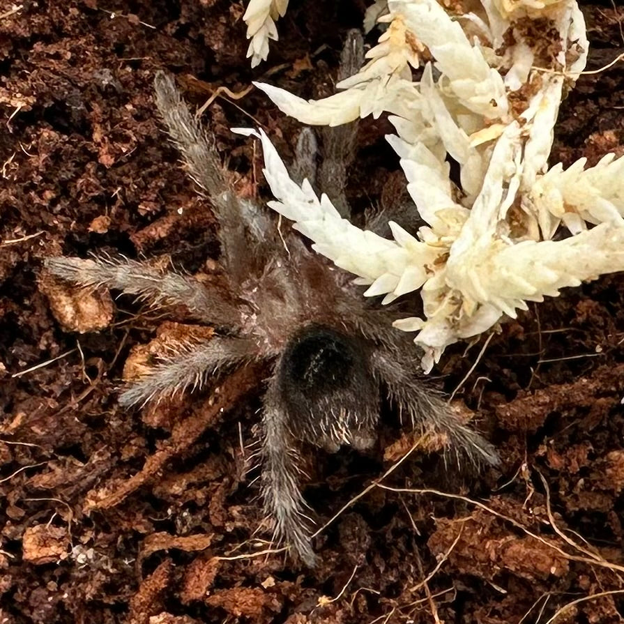 Grammostola pulchra ~ (Brazilian Black Tarantula) ½–¾" – Unsexed Sling