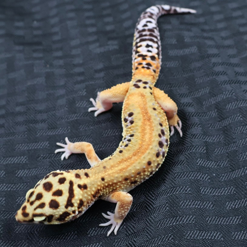 (#32) Tangerine Stripe Leopard Gecko – Male
