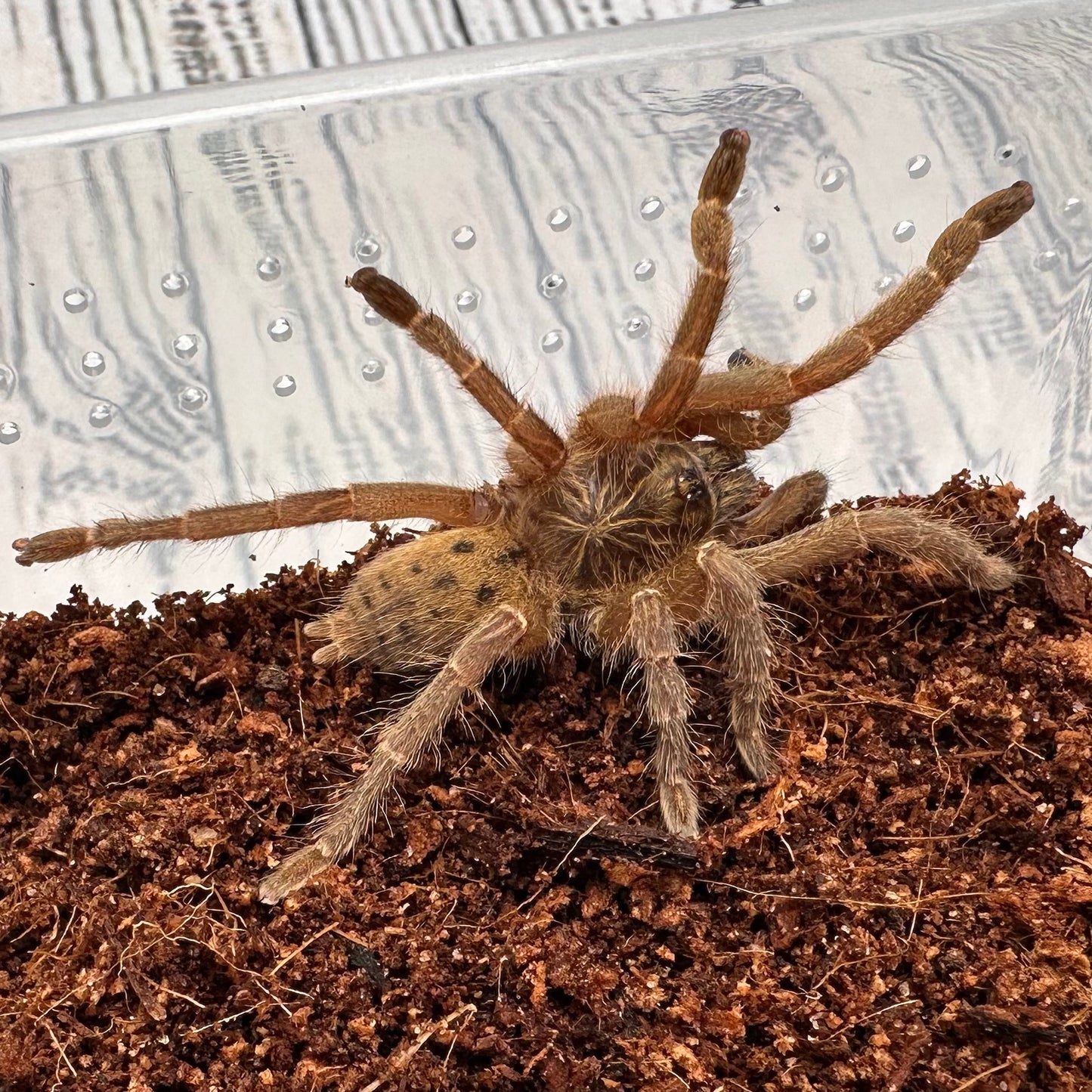 Pterinochilus lugardi ~ (Fort Hall Baboon Tarantula) 1.5" – Unsexed Juvenile