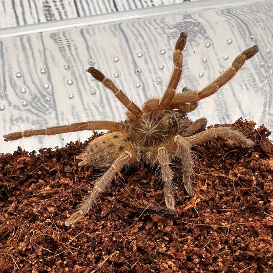 Pterinochilus lugardi ~ (Fort Hall Baboon Tarantula) 1.5" – Unsexed Juvenile