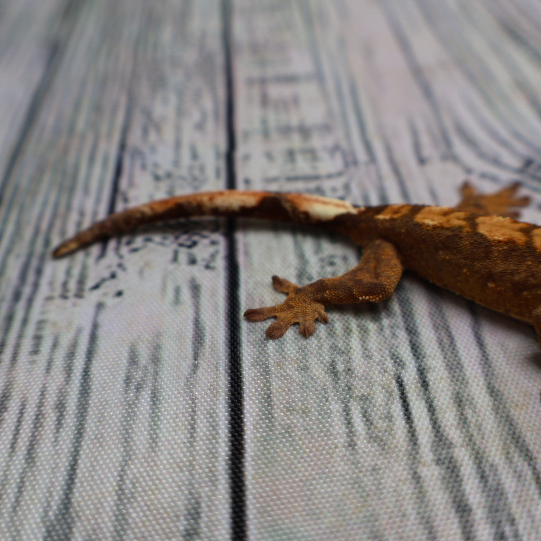 (#R33) Flame Unsexed Crested Gecko
