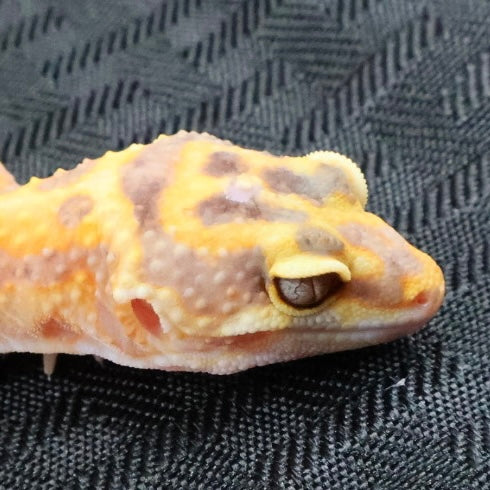 (#1) Bold Tangerine Tremper Albino Leopard Gecko – Unsexed