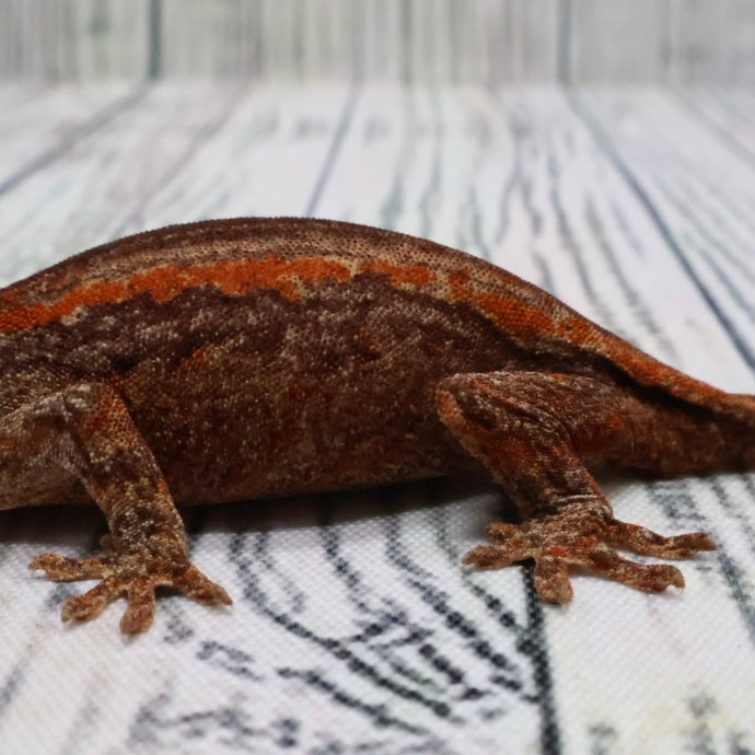 (#5) Possible Phantom Eye Red Stripe Gargoyle Gecko – Unsexed {DEADPOOL LINE}