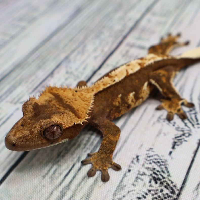 Possible RCK Cappuccino Pinstripe Crested Gecko – Unsexed (#436)