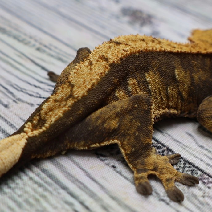 (#E20) Harlequin Softscale Crested Gecko – Female Sub-Adult