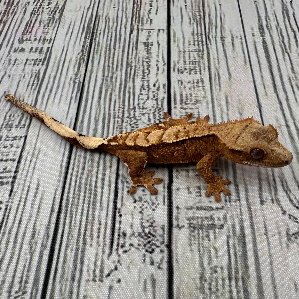 Flame Dalmatian Unsexed Crested Gecko (#R22)