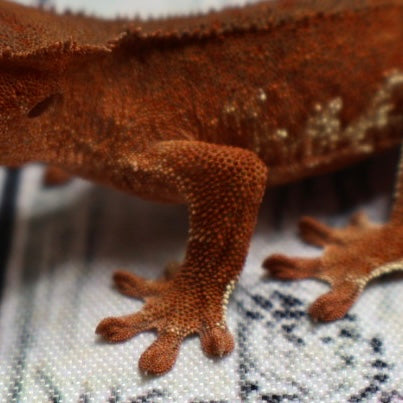 (#478) Phantom Lilly White Crested Gecko – Unsexed