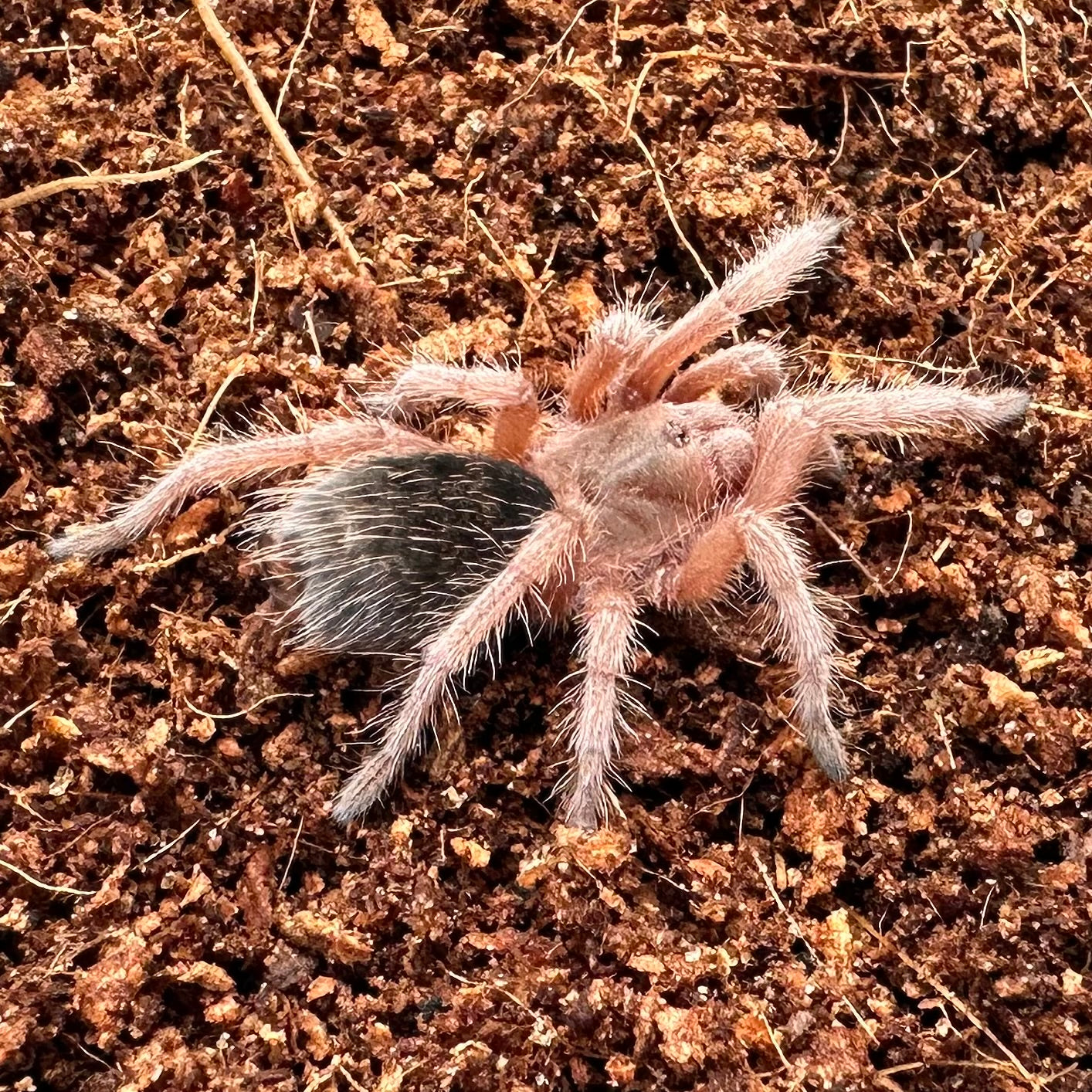 Grammostola rosea ~ (Chilean Rose Hair Tarantula) ¾" – Unsexed Sling