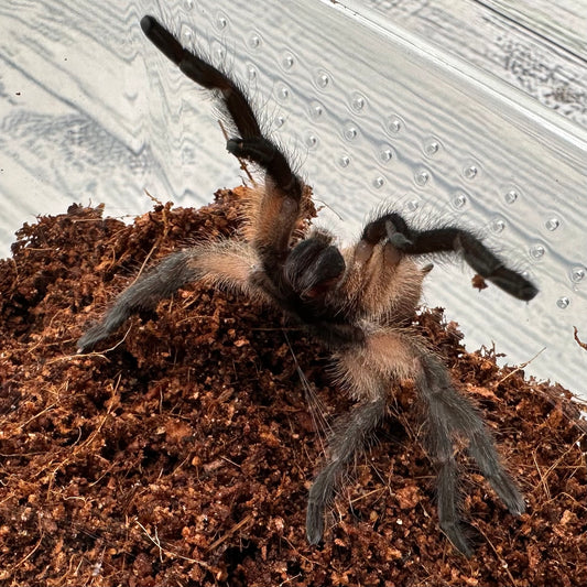 Monocentropus balfouri (Socotra Island Blue Baboon Tarantula) ~ 2.5”