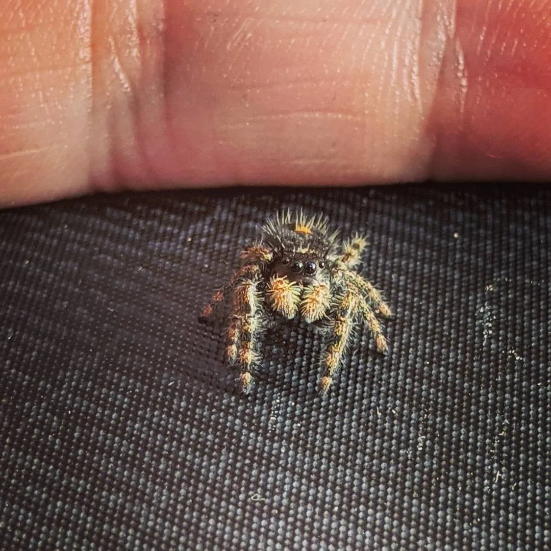 Bold Jumping Spider – Sling (Phidippus audax, I3 Unsexed)