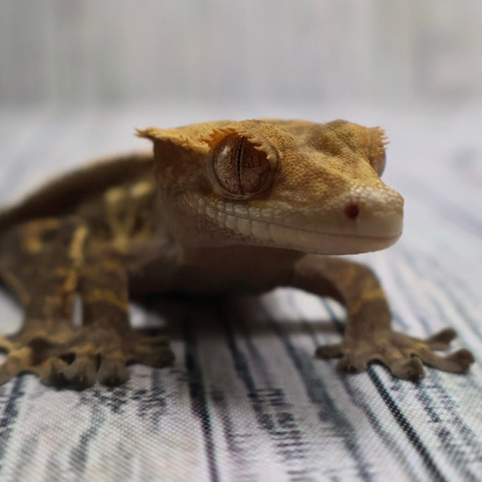 (#E13) Harlequin Crested Gecko – Sub-Adult Female