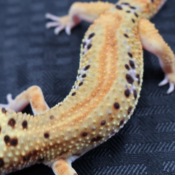 (#32) Tangerine Stripe Leopard Gecko – Male