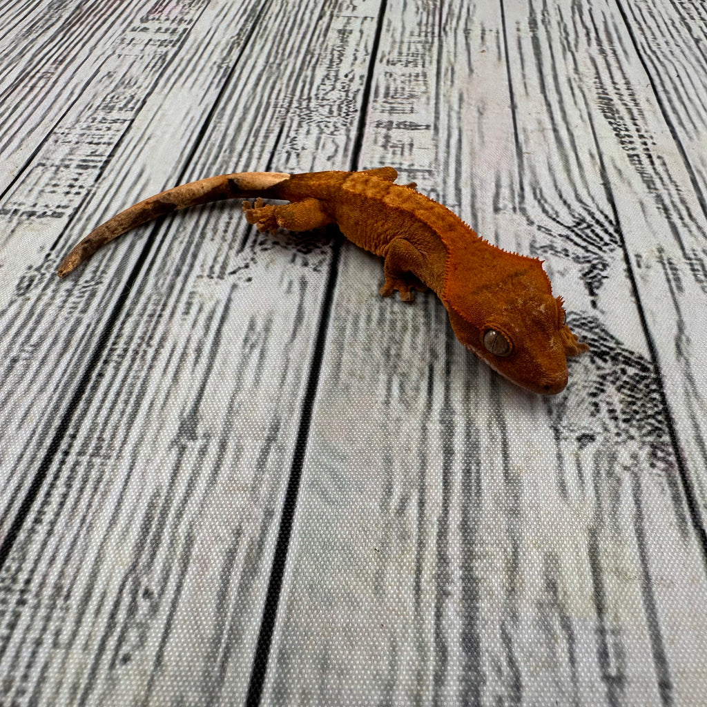 Flame Dalmatian Unsexed Crested Gecko (#R16) ~ Tangerine Line