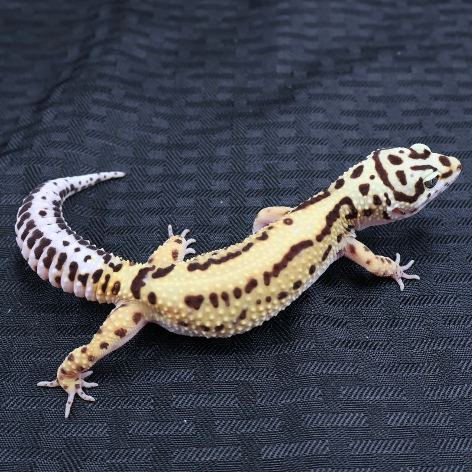 (#3) Bold Tangerine Leopard Gecko – Female