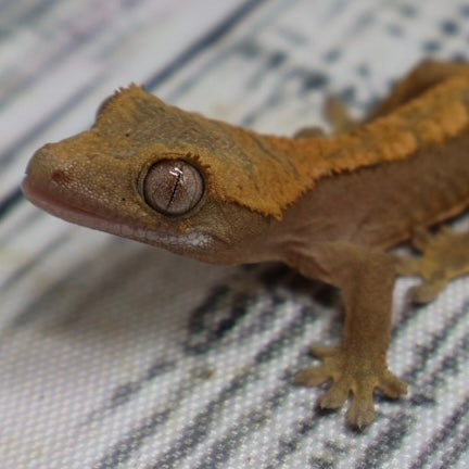(#G200) Fire Crested Gecko – Baby Unsexed