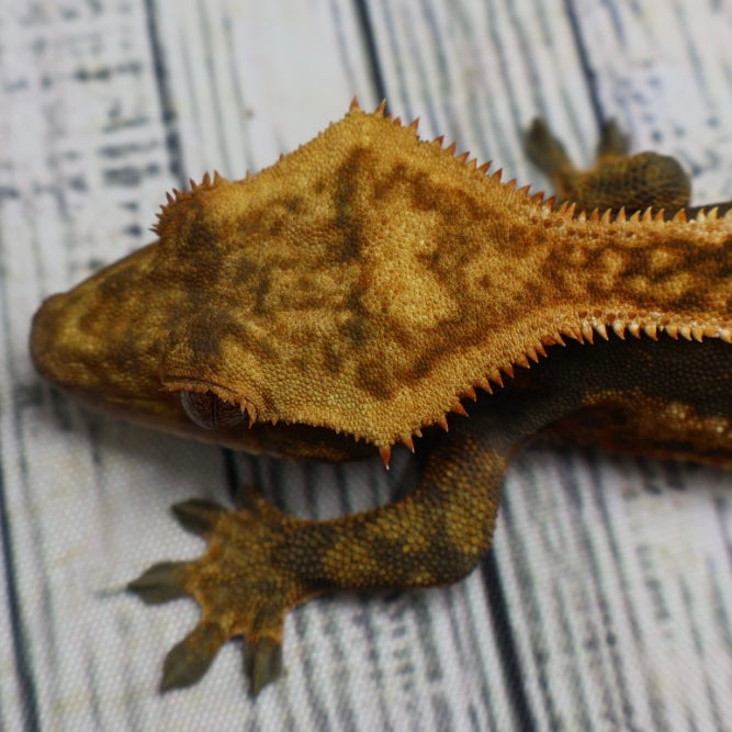 (#214) Quad Pinstripe Softscale Emptyback Crested Gecko – Male Sub-Adult
