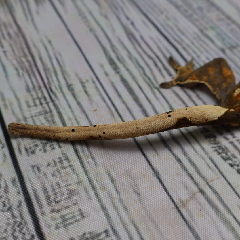 (#G132) Possible Fire Crested Gecko – Female Juvenile