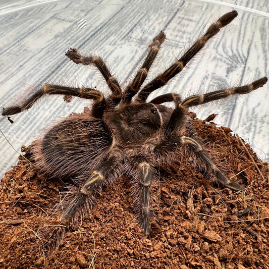 Grammostola pulchripes ~ (Chaco Golden Knee Tarantula) 3" – Suspect Female Juvenile