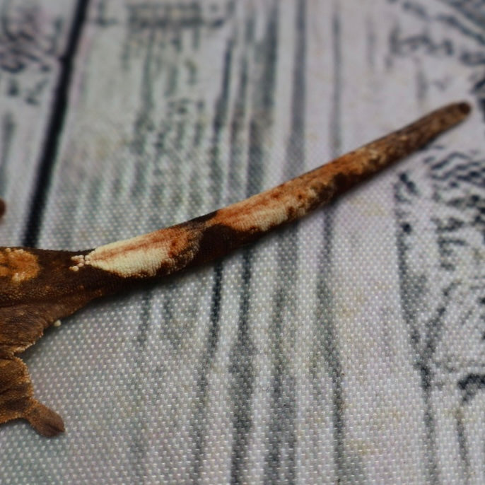 (#R33) Flame Unsexed Crested Gecko