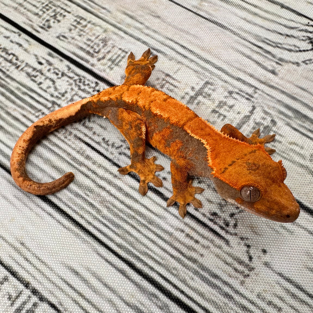 Harlequin Unsexed Crested Gecko (#R10) ~ Tangerine Line