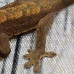 (#G200) Fire Crested Gecko – Baby Unsexed