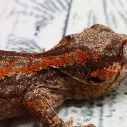 (#5) Possible Phantom Eye Red Stripe Gargoyle Gecko – Unsexed {DEADPOOL LINE}