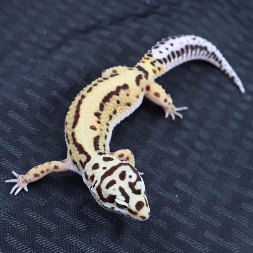 (#3) Bold Tangerine Leopard Gecko – Female