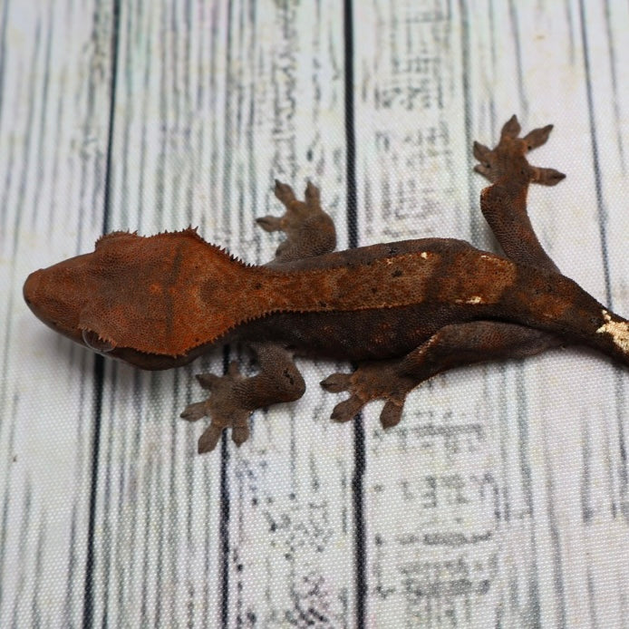 (#469) RCK Cappuccino Dalmatian Crested Gecko – Unsexed