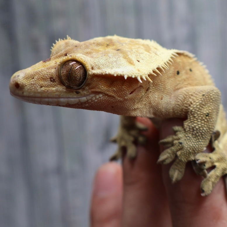 (#10) Yellow Harlequin Dalmatian Crested Gecko – Male Adult Proven Breeder
