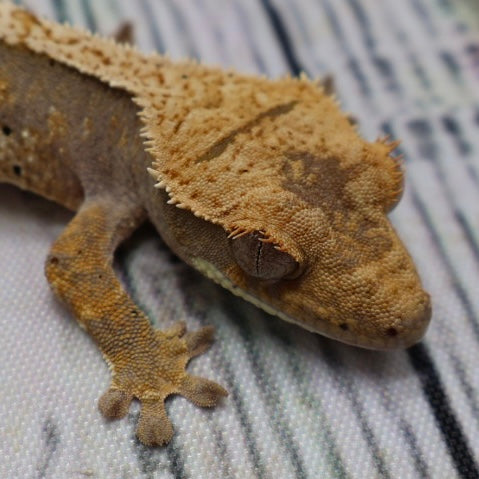 (#G118) Possible Fire Crested Gecko – Unsexed
