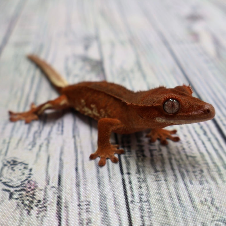 (#478) Phantom Lilly White Crested Gecko – Unsexed