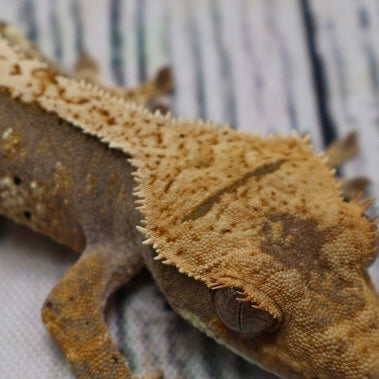 (#G118) Possible Fire Crested Gecko – Unsexed