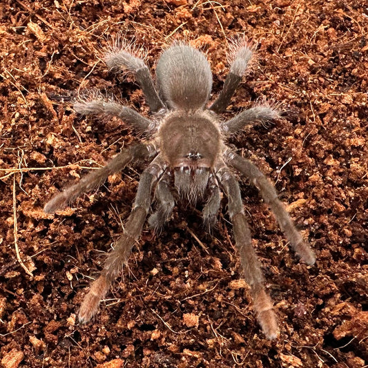 Hysterocrates laticeps ~ (Nigerian Rust Leg Tarantula) 1.5" – Unsexed Juvenile