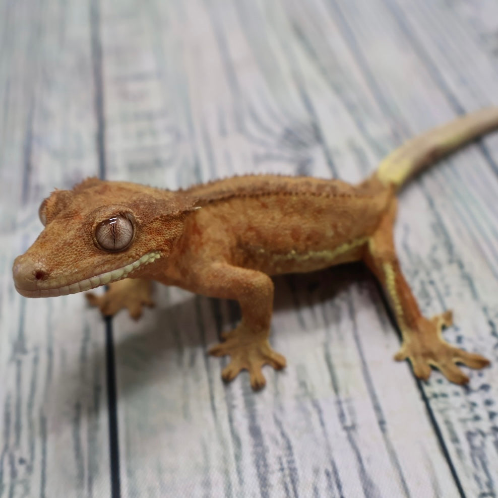 Margins Phantom Lilly White Male Crested Gecko – Sub-Adult (#269)